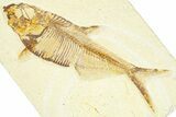 Detailed Fossil Fish (Diplomystus) - Wyoming #367565-1